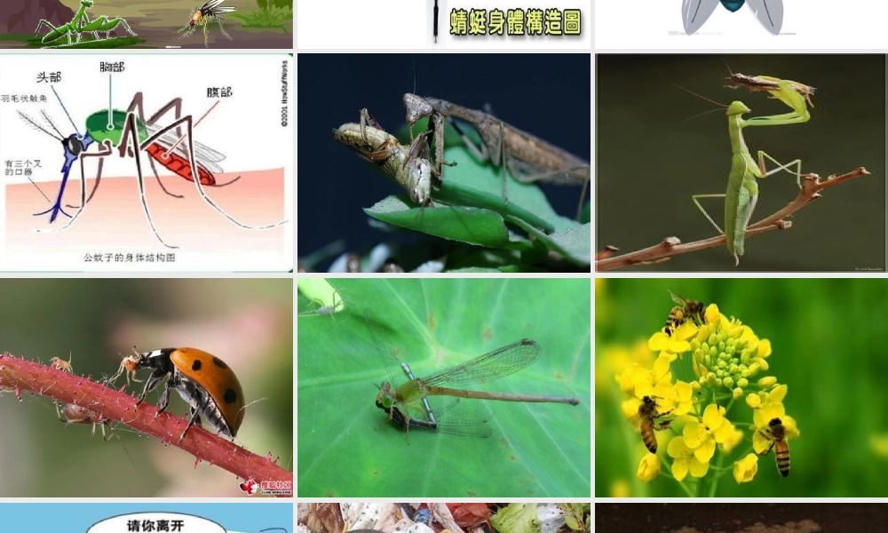 大班科学《苍蝇与蚊子》