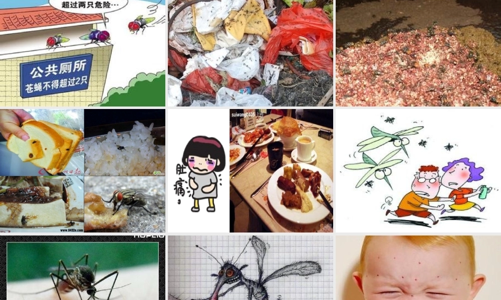 大班科学《苍蝇与蚊子》