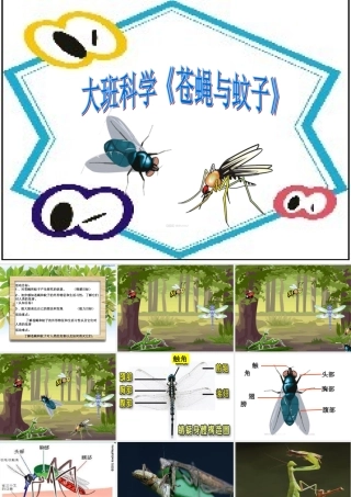 大班科学《苍蝇与蚊子》