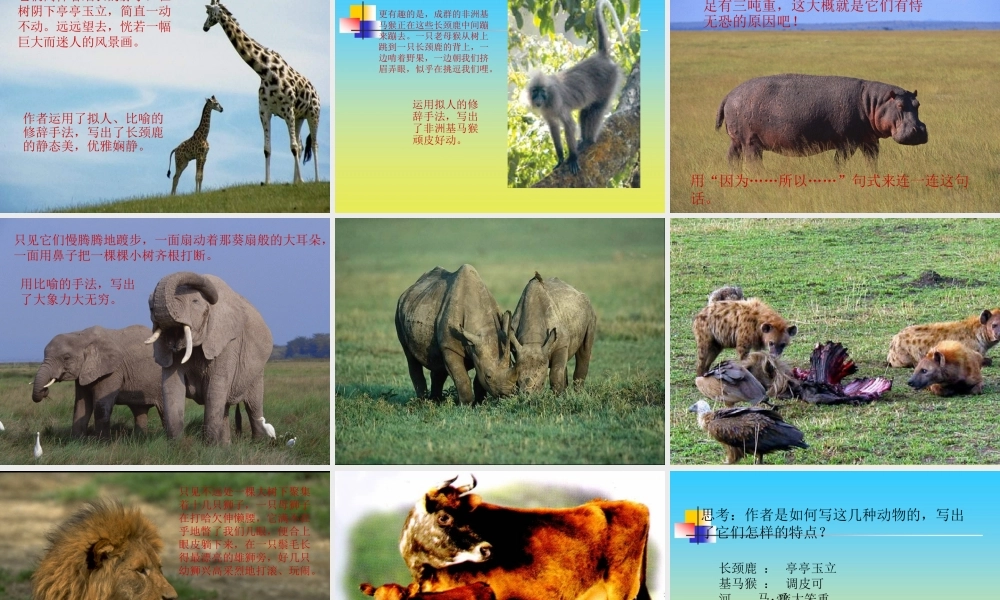 课件：游天然动物园1