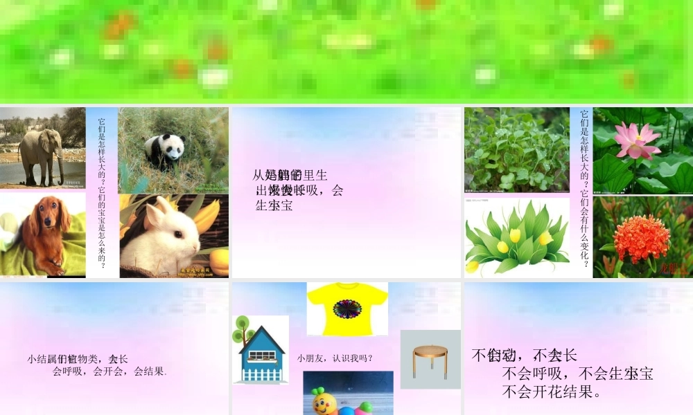 科学活动：有生命和无生命 (2)