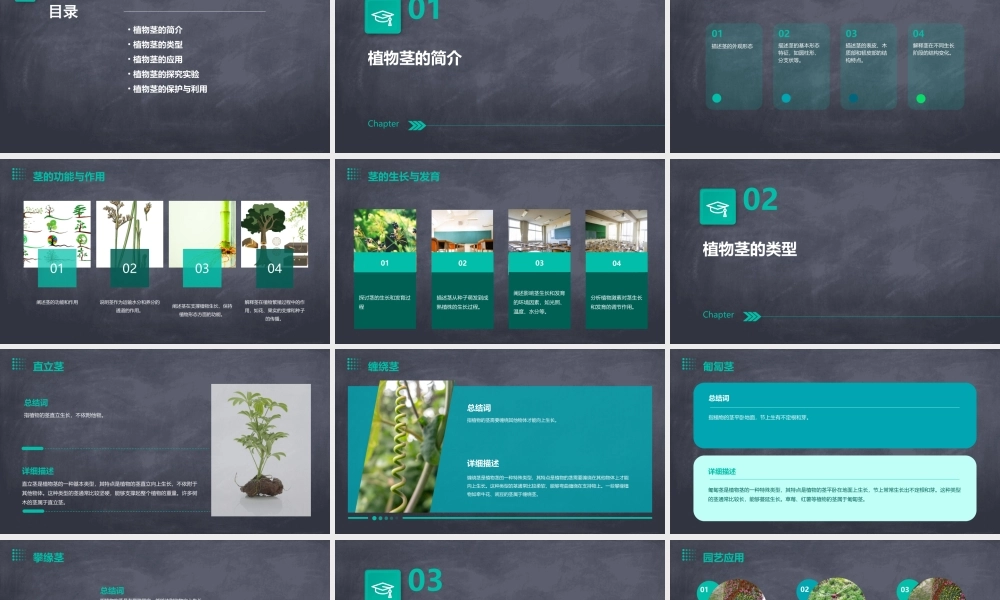 青岛版科学四上《植物的茎》课件