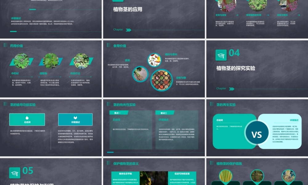 青岛版科学四上《植物的茎》课件