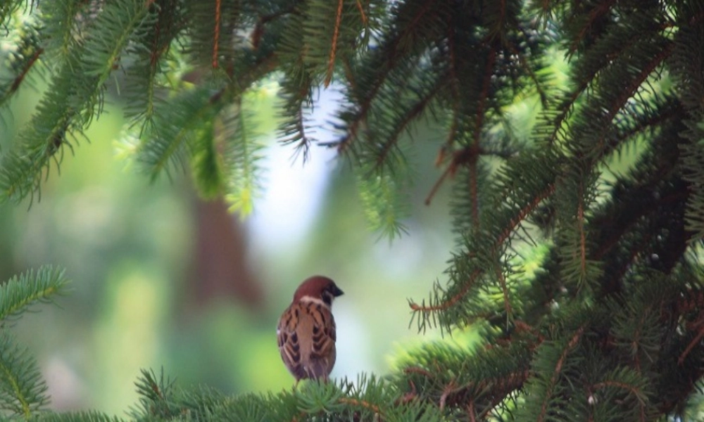 隔窗看雀课件(1)