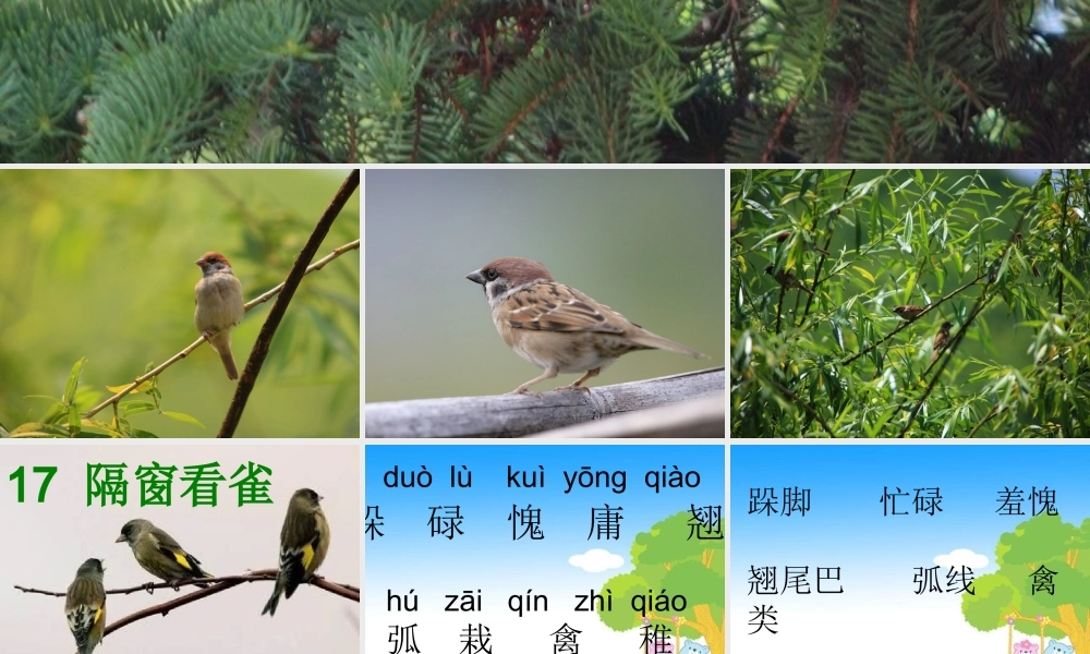 隔窗看雀课件(1)