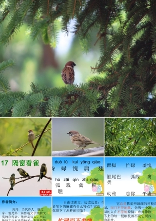 隔窗看雀课件(1)