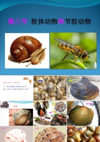 第三节_软体动物和节肢动物(1)