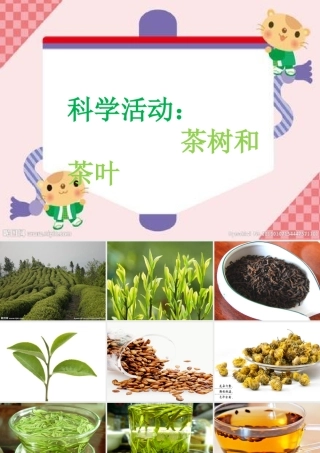 中班科学《茶树和茶叶》