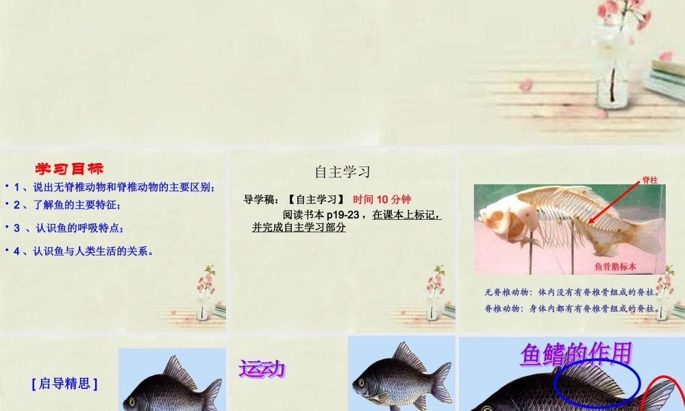 中学八年级生物上册 5.1.4 鱼课件 (新版)新人教版 课件
