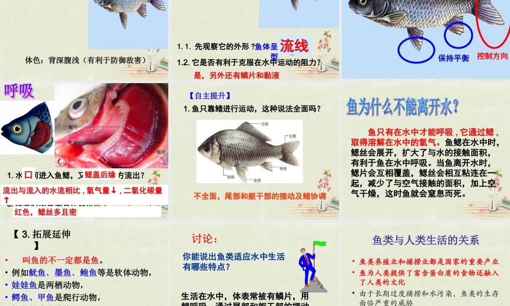 中学八年级生物上册 5.1.4 鱼课件 (新版)新人教版 课件