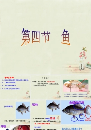 中学八年级生物上册 5.1.4 鱼课件 (新版)新人教版 课件