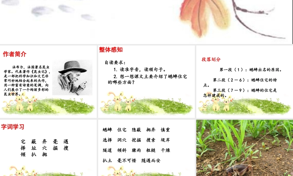 《蟋蟀的住宅》课件5