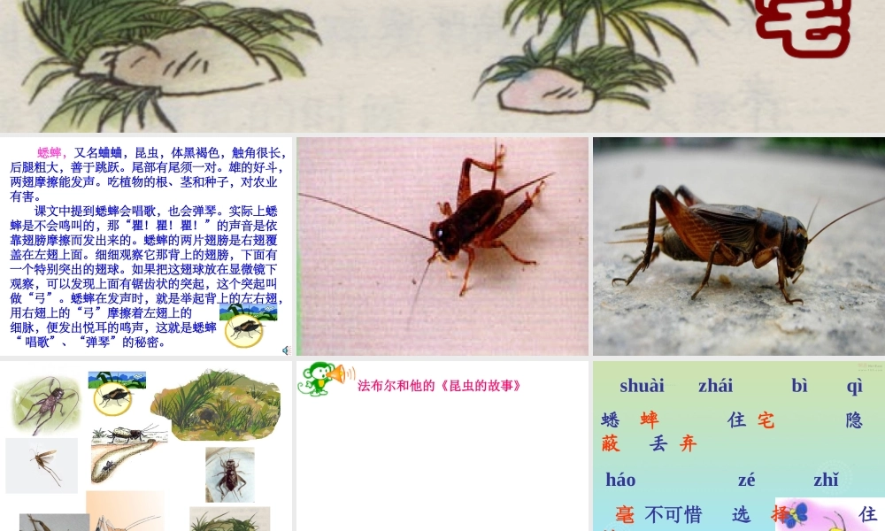 《蟋蟀的住宅》课件