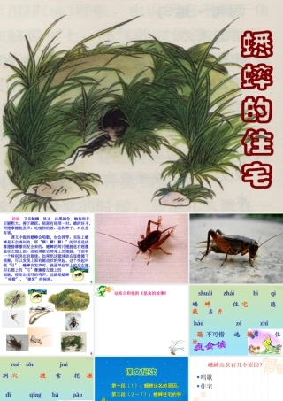 《蟋蟀的住宅》课件