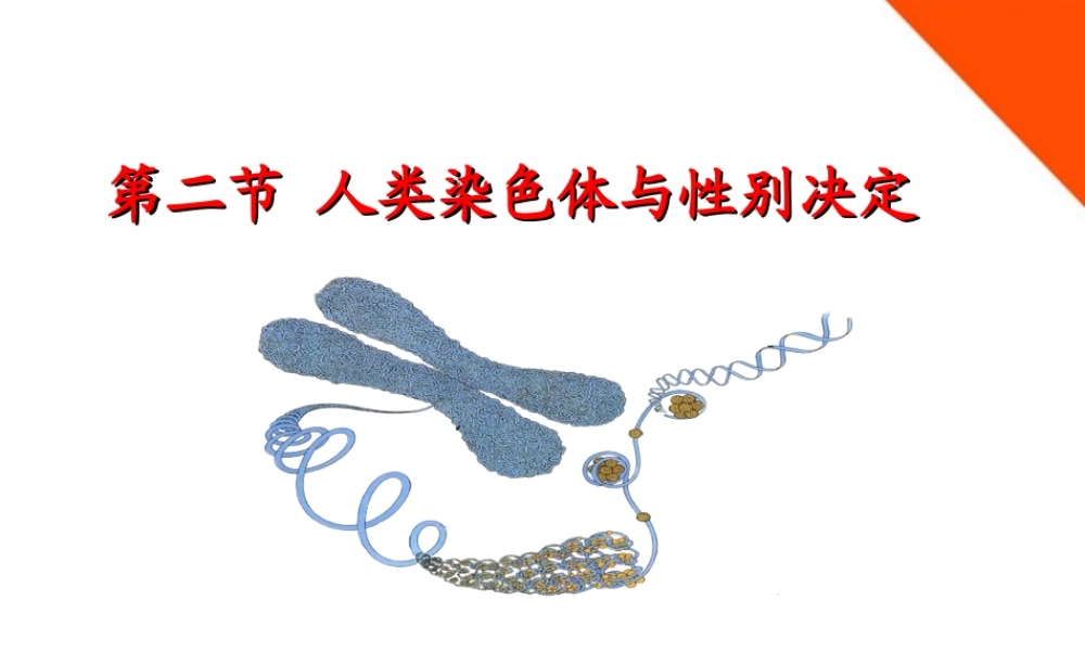 八年级生物上册 第四章第二节人类染色体与性别决定课件 济南版 课件