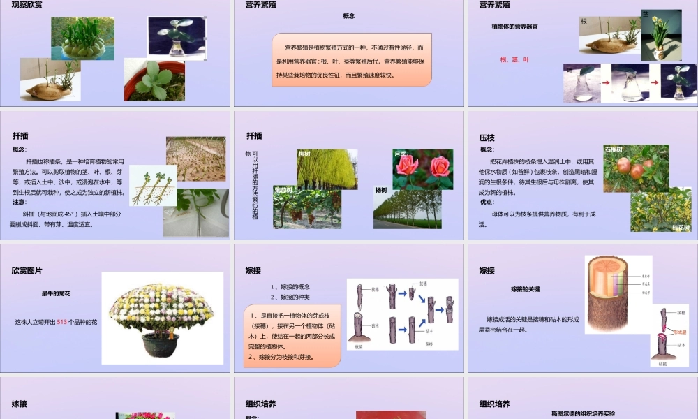 八年级生物上册 第四单元 物种的延续 第一章 绿色开花植物的一生 第七节 植物的营养繁殖课件(新版)济南版 课件