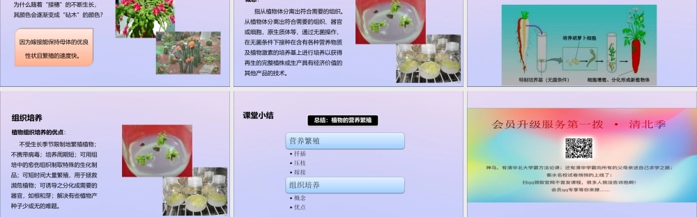 八年级生物上册 第四单元 物种的延续 第一章 绿色开花植物的一生 第七节 植物的营养繁殖课件(新版)济南版 课件