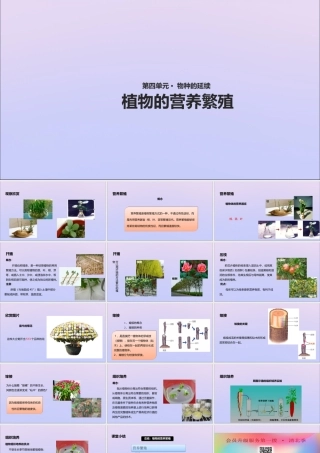 八年级生物上册 第四单元 物种的延续 第一章 绿色开花植物的一生 第七节 植物的营养繁殖课件(新版)济南版 课件