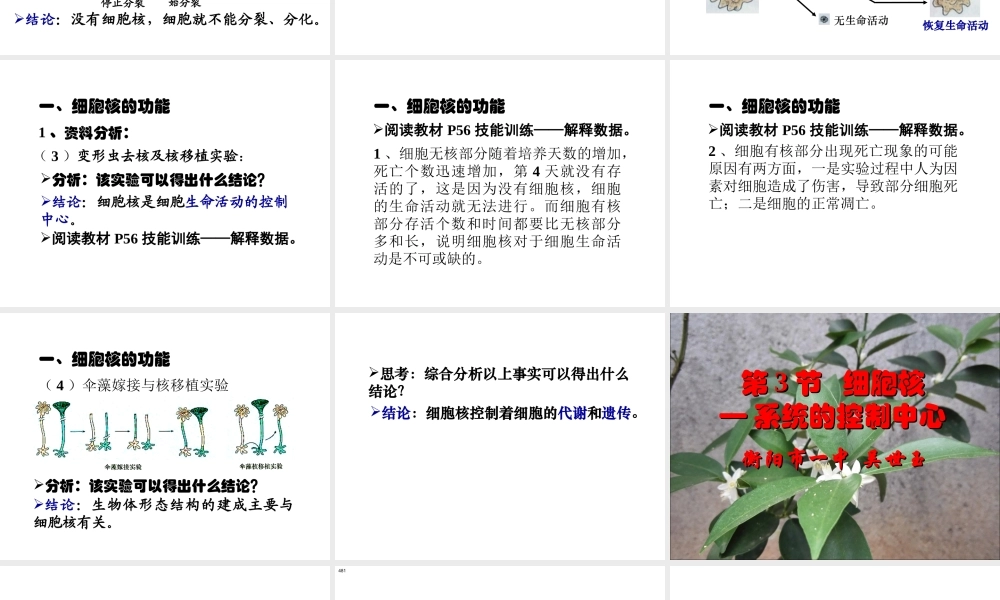 细胞核-系统的控制中心(吴世玉)
