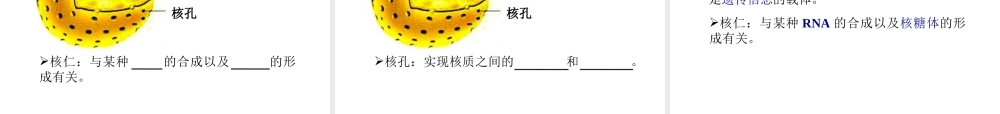 细胞核-系统的控制中心(吴世玉)