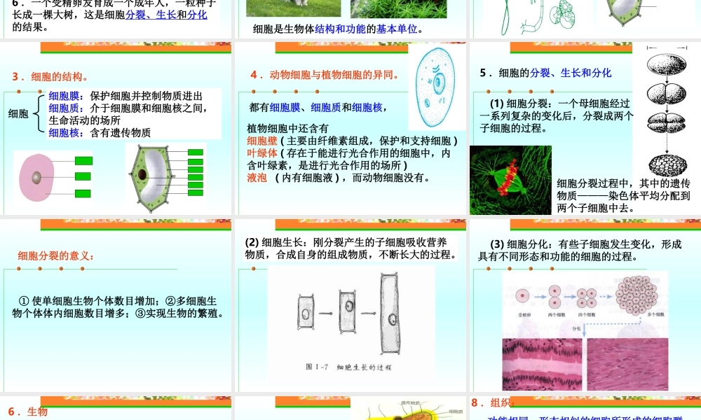 初中化学细胞总复习课件 浙教版 课件