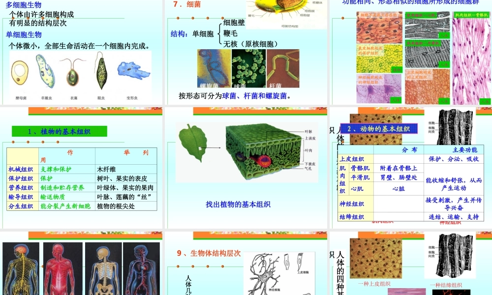 初中化学细胞总复习课件 浙教版 课件