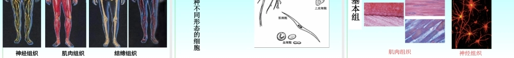 初中化学细胞总复习课件 浙教版 课件