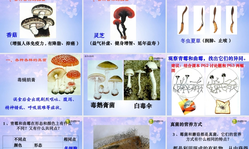 八年级生物上册 5.4.3 真菌课件 新人教版 课件