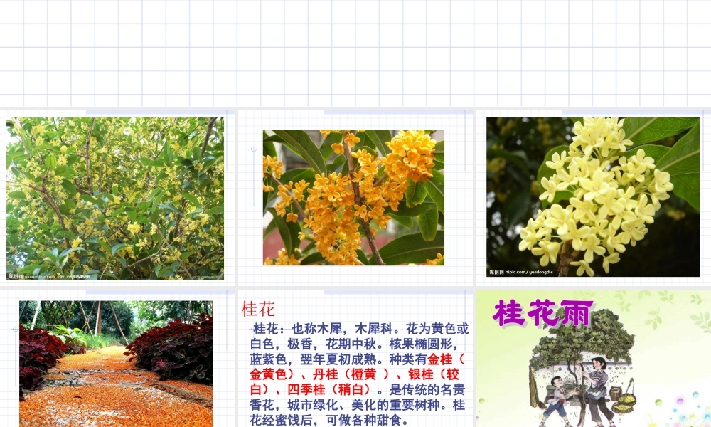 桂花雨_PPT课件 (2)