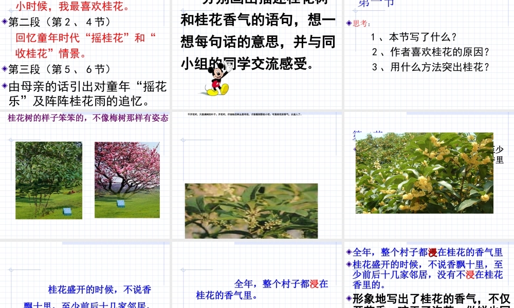 桂花雨_PPT课件 (2)