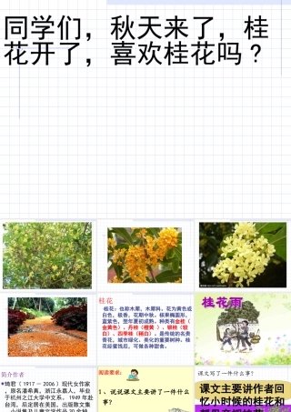 桂花雨_PPT课件 (2)