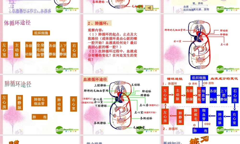 七年级生物：第三节 物质运输的途径课件