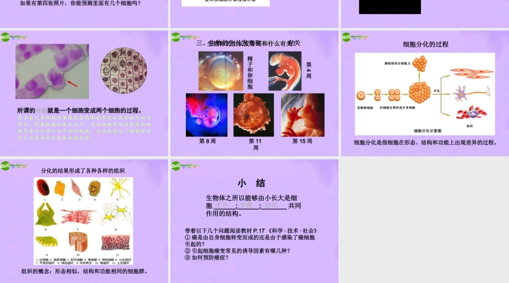 七年级生物下册 7.2细胞的分裂和分化课件 苏科版 课件