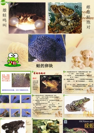 八年级生物上册 两栖动物的生殖和发育课件 济南版 课件