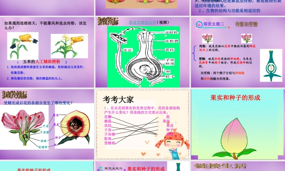 中学七年级生物上册 第三单元 第二章 第三节 开花和结果课件 新人教版 课件