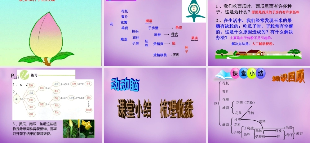 中学七年级生物上册 第三单元 第二章 第三节 开花和结果课件 新人教版 课件