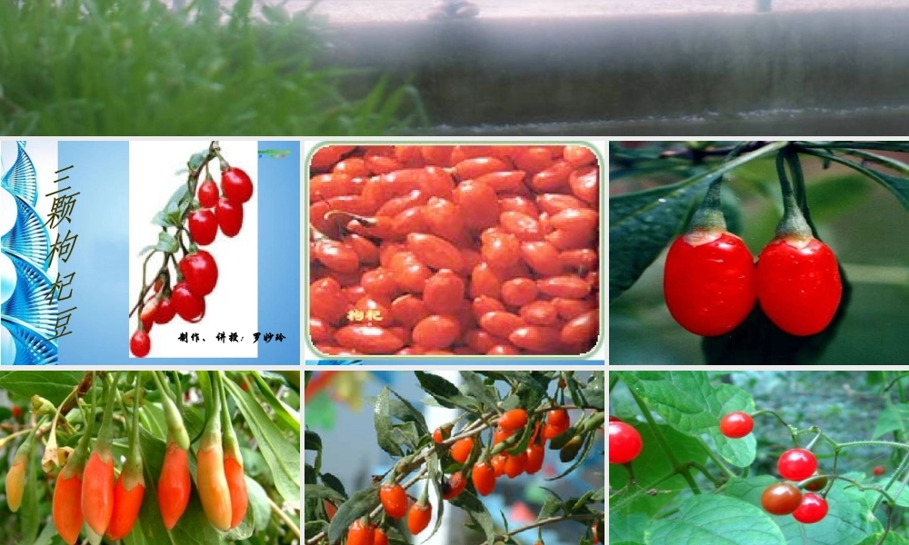 七年级语文下册(三颗枸杞豆)课件 苏教版 课件