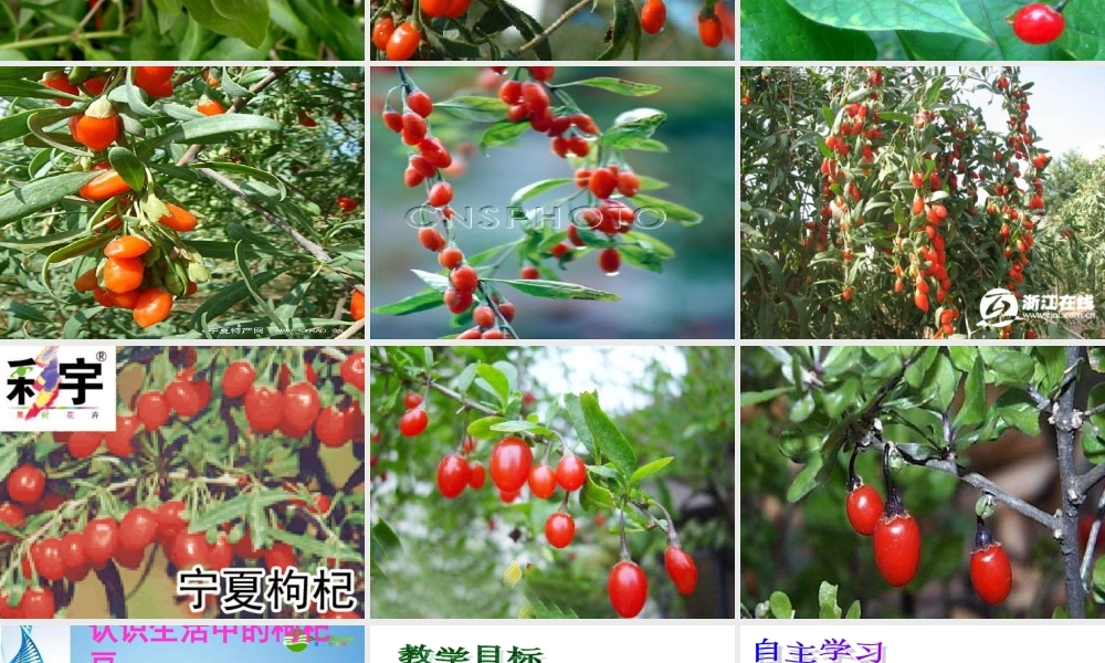 七年级语文下册(三颗枸杞豆)课件 苏教版 课件