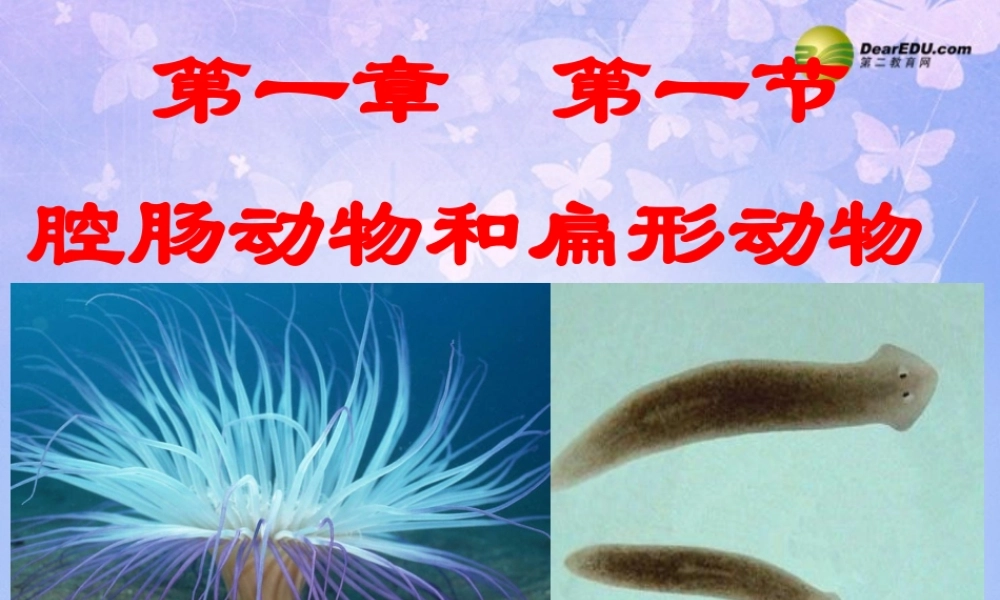 八年级生物上册 腔肠动物和扁形动物课件 (新版)新人教版 课件
