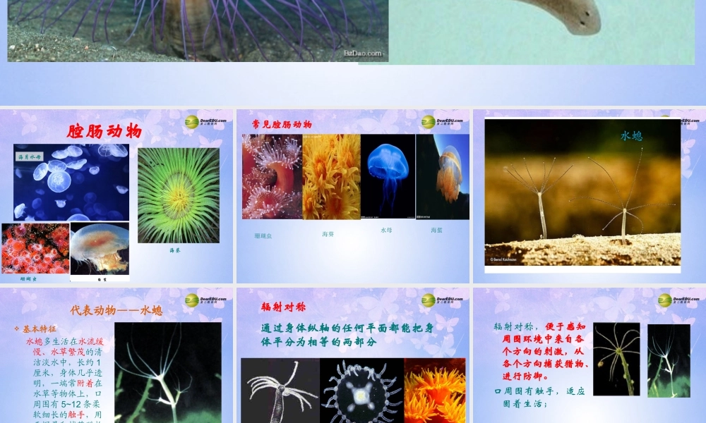 八年级生物上册 腔肠动物和扁形动物课件 (新版)新人教版 课件