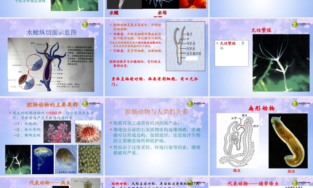 八年级生物上册 腔肠动物和扁形动物课件 (新版)新人教版 课件
