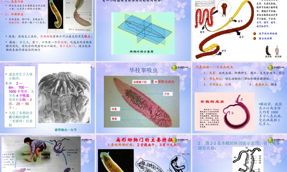 八年级生物上册 腔肠动物和扁形动物课件 (新版)新人教版 课件