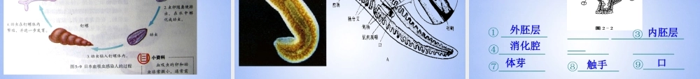 八年级生物上册 腔肠动物和扁形动物课件 (新版)新人教版 课件