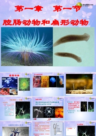 八年级生物上册 腔肠动物和扁形动物课件 (新版)新人教版 课件