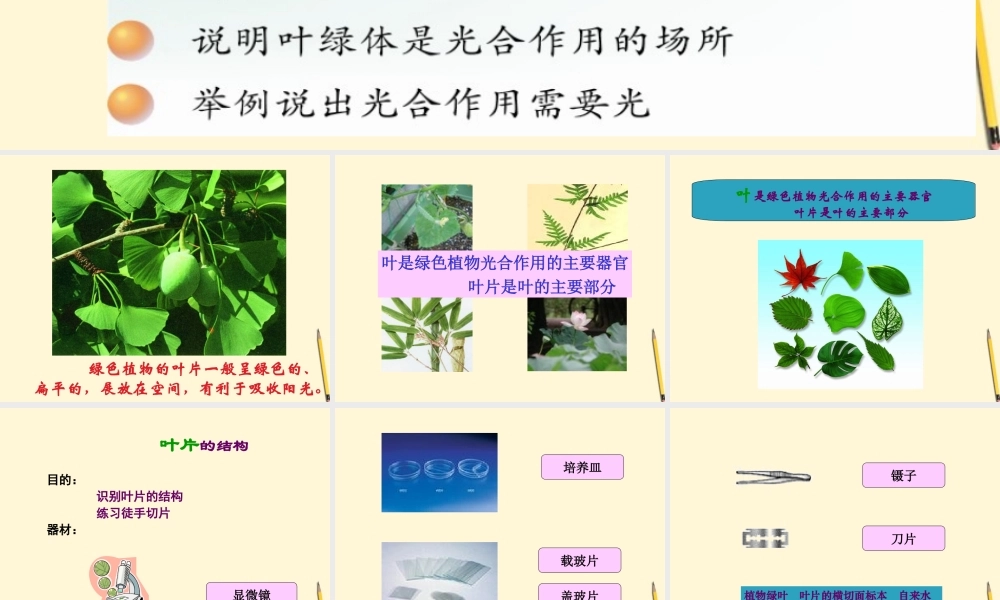 七年级生物上册(植物光合作用的场所)课件 苏教版 课件