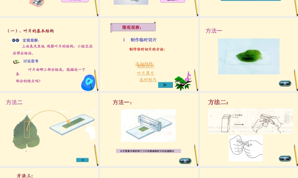 七年级生物上册(植物光合作用的场所)课件 苏教版 课件