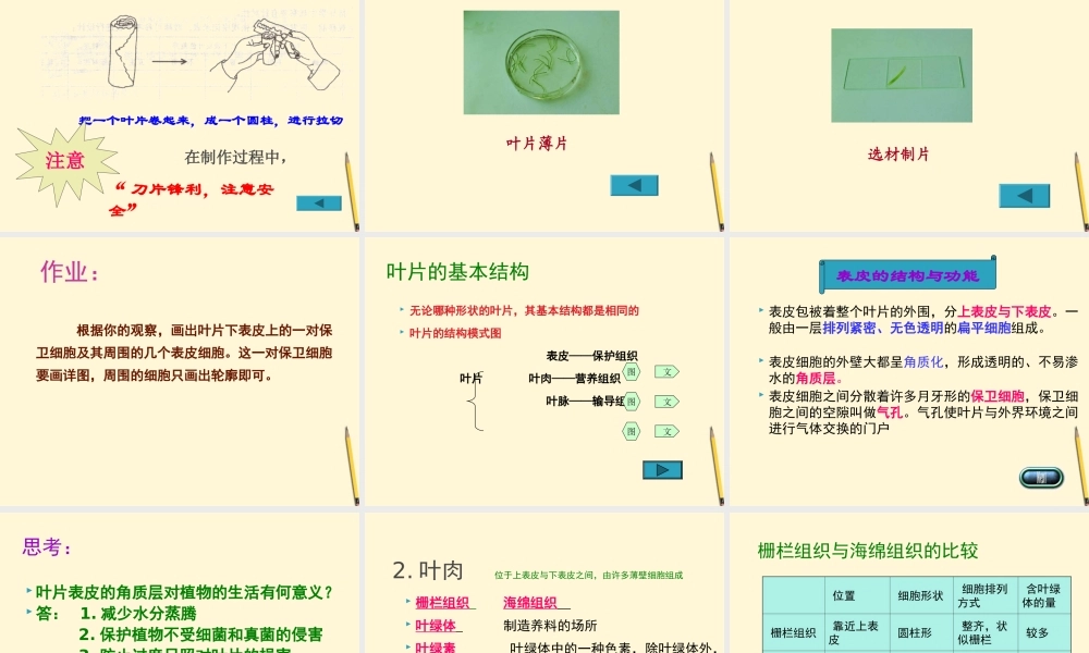 七年级生物上册(植物光合作用的场所)课件 苏教版 课件