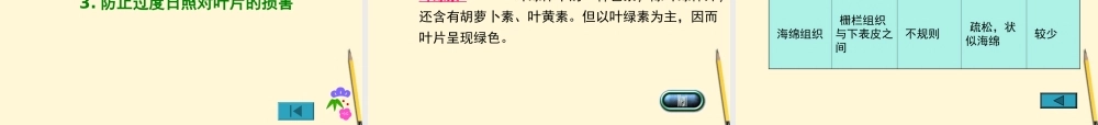 七年级生物上册(植物光合作用的场所)课件 苏教版 课件