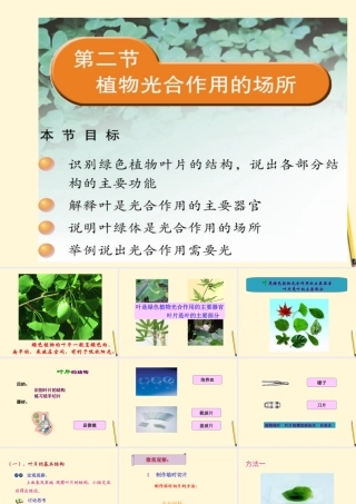 七年级生物上册(植物光合作用的场所)课件 苏教版 课件