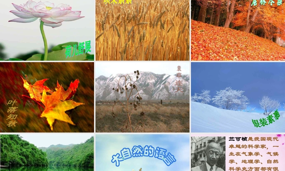 中学八年级语文上册 16 大自然的语言课件 新人教版 课件